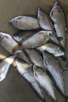 Picture for category Frozen Fish/Seafood